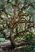 Sintra, Portogallo - Parque de Monserrate.